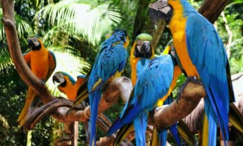 Bird Park